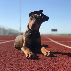 Meet your Posher, Cam